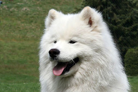 Prince Yuma of Smiling Snowstar
