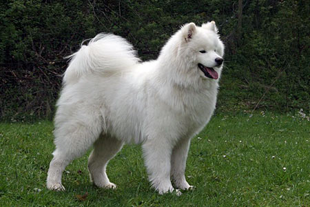 Prince Yuma of Smiling Snowstar
