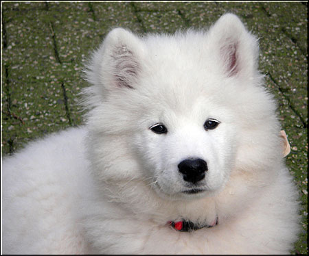 Taigaro Kenai’s Daughter Kaissa