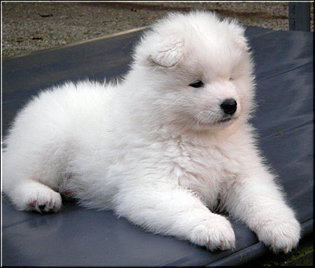 Taigaro Now Or Never Nanuq (Nanuq)
