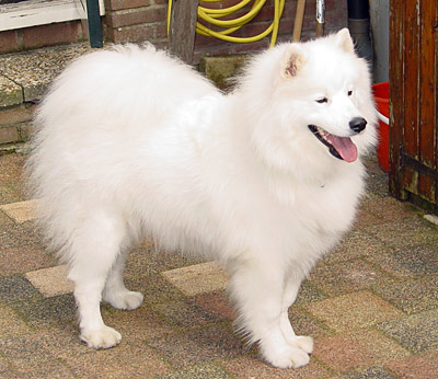 Taigaro Tuaq (Tygo)